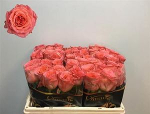 ROSE ROMANZA KENIA 50